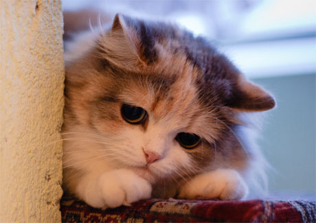 Hektor1212's profile picture. Komiksy, czasem gry, trochę filmów. Nic Specjalnego