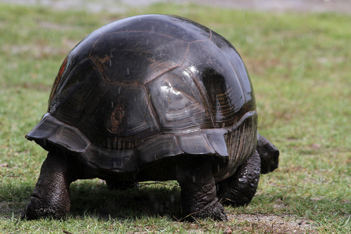 Content developer new Natural History Museum UZH 🌿🦉💀🦕  -fetish for giant tortoises (Aldabrans!) and rewilding 🐢 Also on https://t.co/p2ponUbhpT