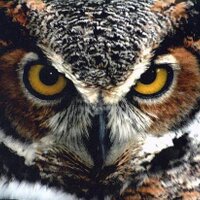 MacroStrat (@macrostrat2013) 's Twitter Profile