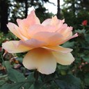 Pamela Neubert - @plneubert - Twitter