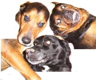 TucsonWebsites's profile picture. 