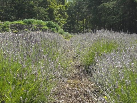 Toni and Stephen Price's Honey and Lavender in Tabernacle, NJ