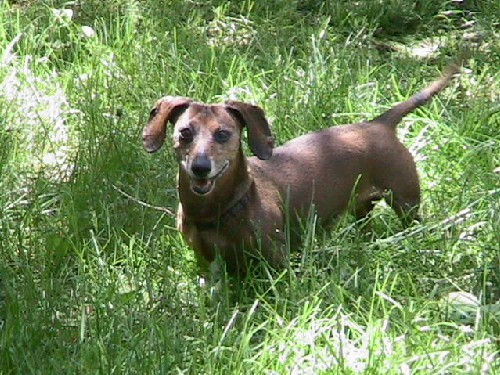 Ruaidh