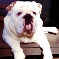 Bazil The Bulldog (@bazilthebulldog) 's Twitter Profile Photo