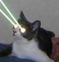 icanhazlaser's profile picture. Submitz all laser cats here, kthx!: icanhazlaser@gmail.com