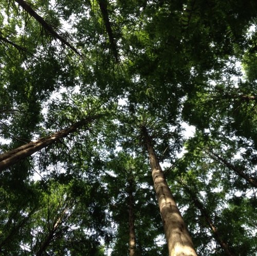 starmaple's profile picture. from South Korea