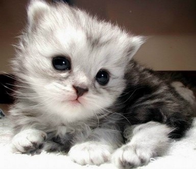 Hello!