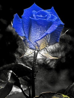 saphrinasb's profile picture. Simple, not stupid though.