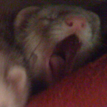 I'm a fat, lazy ferret. I live with my brother Stevie Ray and my sisters Iris and Pandora, and some human. Got a question about ferrets? Just ask!