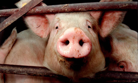 NorthfieldPig's profile picture. This pig doesn't oink, it tweets.