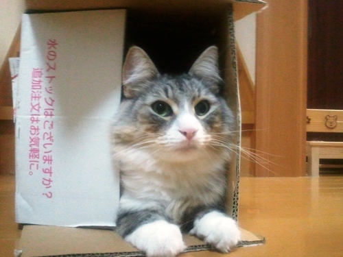 電波屋　愚痴がおおいです