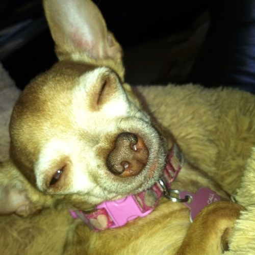 Love old hollywood glamour and fashion! Saving animals one day at a time! Hello from LA!! ☀