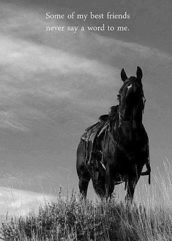 Horse lover and life lover! Do positive don't just think it. Help those that need it and those that don't!