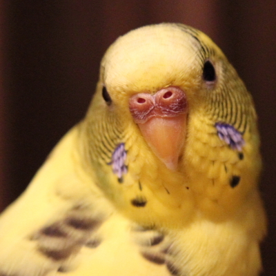 子供の頃からずーっと鳥さんと暮らしています。現在アキクサさん（７歳）が相棒。鬱から社会復帰！後、家庭の事情で退職しました。 研究なお仕事をしていました。 植物、和服、カメラ、クルマ。みんカラやってます！！ /#車好き/#車好き女子/#オープンカー乗り