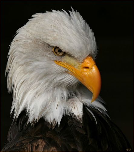 icazet42's profile picture. 