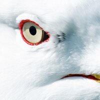 Mark Carmody (@markcphotografy) 's Twitter Profile