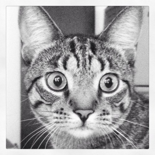 meg_capelli's profile picture. interested in the subtle, absurd, and the poetic.