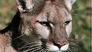 Cougar looking for fun in #tbay