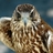 Ayman Ealzm (@aymanealzm) Twitter profile photo