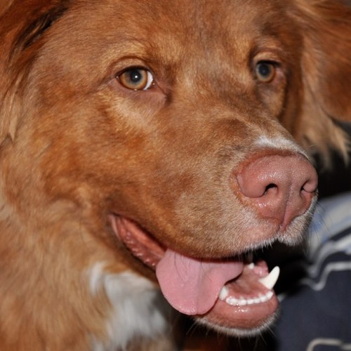 Hi! We're Charlie, Sammy, and Barney - three fun-loving, rambunctious furbabies! Follow to learn more about us and see cute pictures. Yes, we know we're cute!