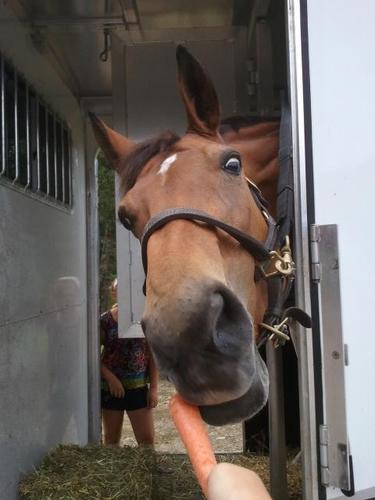 Just a rider  saying horsey & country things as she encounters them.