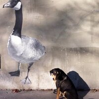 Elise Hodson (@elisehodson) 's Twitter Profile