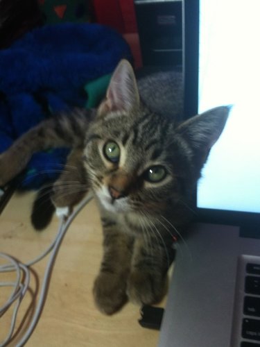 I'm a vewy cute kitteh!