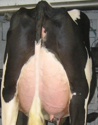 All 1st lactation cows average VG-85
All 2+ lactation cows average EX-90
All cows housed in sand freestalls
Herd about 95% homebred
Embryos and cows for sale.