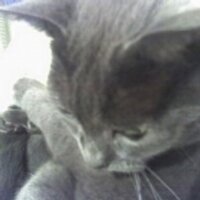 Lazy Cuttlefish (@lazycuttlefish) 's Twitter Profile