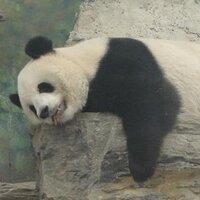 Chai T (@chairosso) 's Twitter Profile