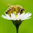 We are Lori and Marty - the Two Beekeepers. Located in the DuPage County, Illinois. We are keeping bees naturally in an urban setting.