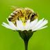 Two Beekeepers (@twobeekeepers) Twitter profile photo Two Beekeepers (@twobeekeepers) Twitter profile photo
