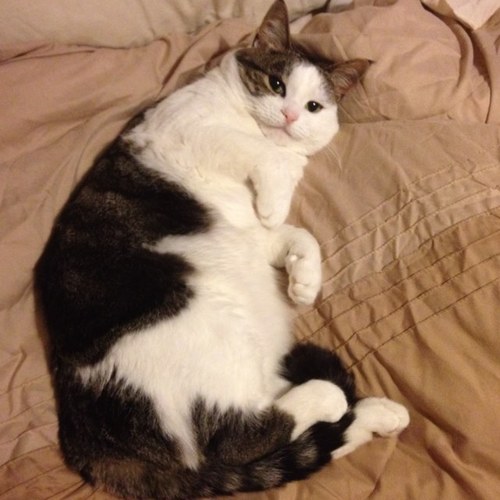 cygnet_bob's profile picture. 