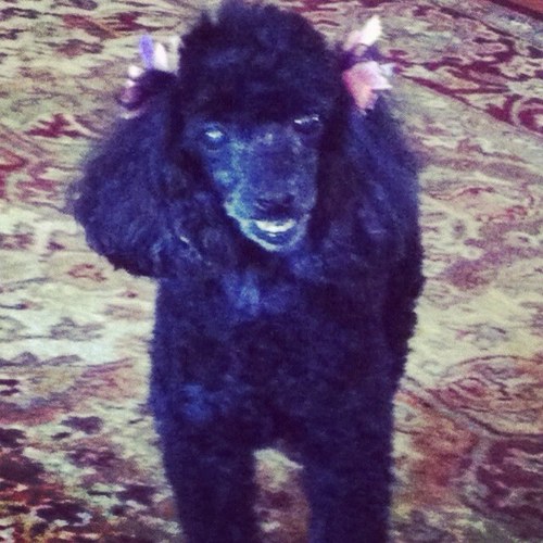 i am a preppy southern black dog who dont need no man, and i love my owner