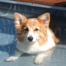 corkymomo's profile picture. コーギーのアンディとミミと暮らしています。
たまに先代のコーキー会長やモモ取締役(スピッツ)が呟きます。
ブログは見習いアンディの奮闘記です。
https://t.co/2jiN8WtXHf