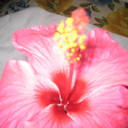 caroline labib - @carolinelabib2 - Twitter