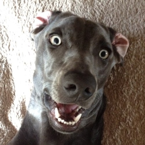 I'm Macie the Blue Weimaraner. I may be a purebred, but my life is a cross breed of dog mischief and pure awesomeness.