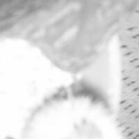 紺丹 (@kon908) 's Twitter Profile