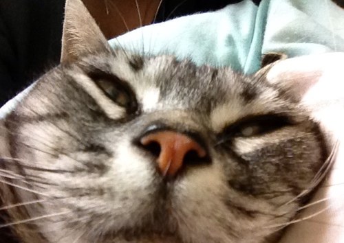 mari_mari0113's profile picture. Bistroにゅう ランチタイムのおねぃさん⁈(笑) Google mapsも担当始めました。