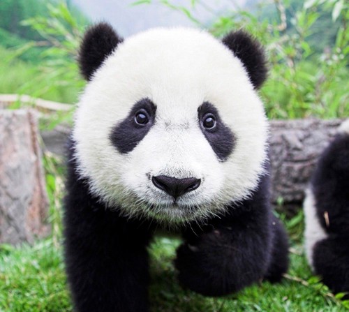 I'm a Little Panda and I want to become a turtle.