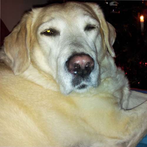 ik ben loeka de labrador. mijn hobby's: luieren, eten, eigewijs zijn. mijn baasje heet kelly jacobs.