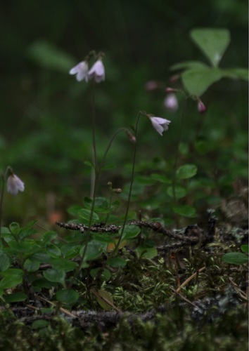 NeaRosander's profile picture. Former Exchange Student in Edinburgh, now just a Student 📚🎓 
Wife 💍 Writer ✏ Booklover 📚
Living every day with anxiety and depression.