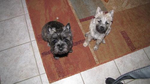 FreeFalcon's profile picture. 