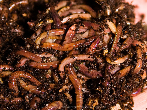 Wormpower.ca is a Toronto based provider of Organic Worm Castings