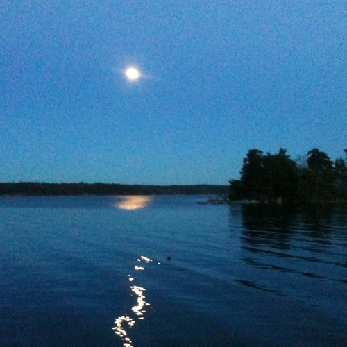 NivaNilsdotter's profile picture. 