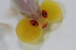 toukatupet's profile picture. 千葉県松戸市にて、かわった金魚の通信販売をしております。仕入状況やページ更新情報などをつぶやきます！