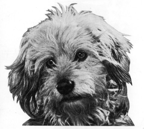 All-natural, buchu-based pet products that help assist in the relief of pain and inflammation!