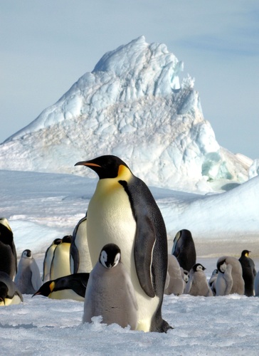 Diverse conference for UK-based researchers involved in Antarctic Science. From the geology of mountain ranges to the microbiology of organisms - all welcome!