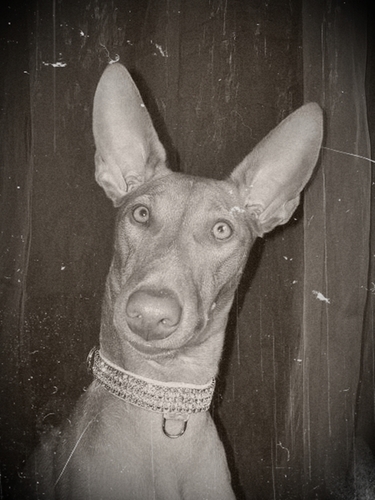 kile_the_killer's profile picture. 