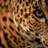 ZeithAldora's profile image